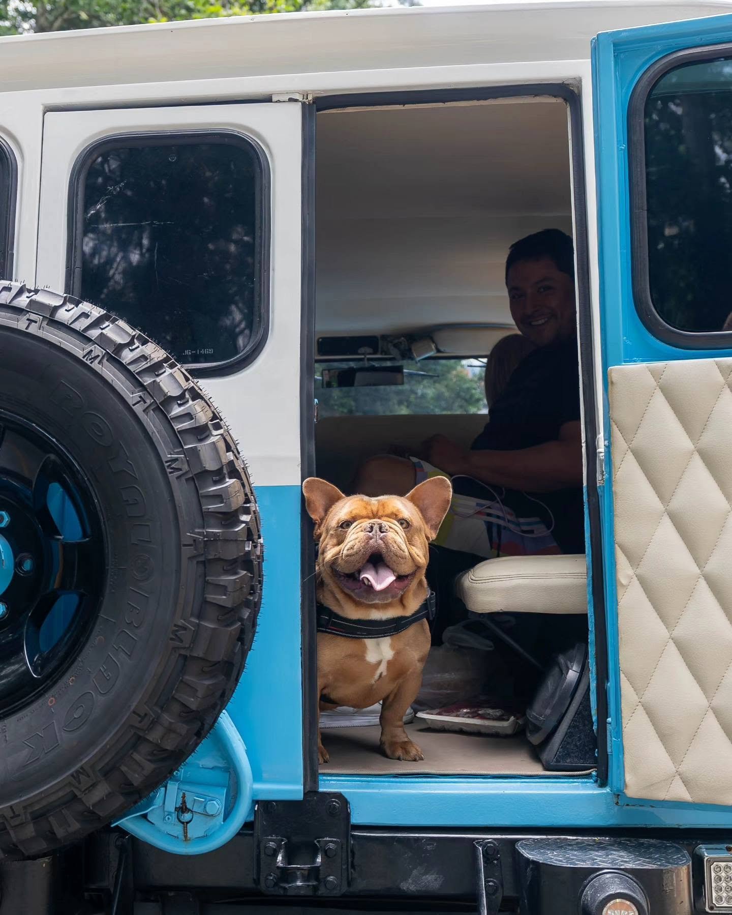 Frenchie Lifestyle